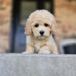 Poodle Puppies from Caboodles Of Poodles