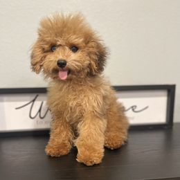 Pandora - Poodle