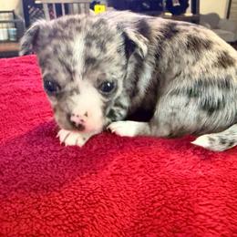 Dior AKC - Blue merle female Chihuahua puppy in Seneca, Missouri from Stephanie’s Puppy Colony