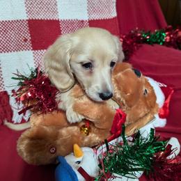Dachshund and French Bulldog Puppies from Country Bumpkins