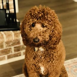 Hattie - Poodle