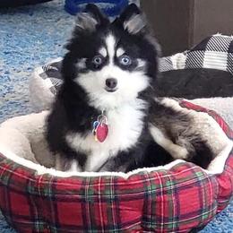 Tasha - Pomsky