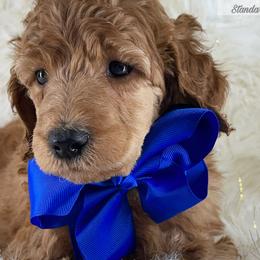 Dabir - Poodle puppy from The Olympus Standard Poodle