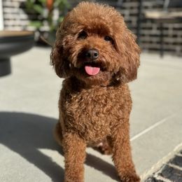 Nutmeg - Poodle