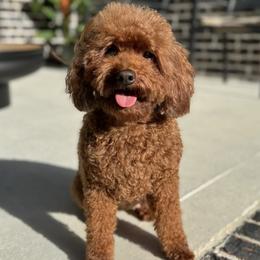 Nutmeg - Poodle