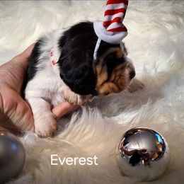 Everest - Black brown and white female Basset Hound puppy in Mack's Creek, Missouri from Mack's Creek Basset Hounds