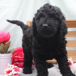 Atlas - Black male Goldendoodle puppy in Rexburg, Idaho from Obsidian Creek Doodles LLC