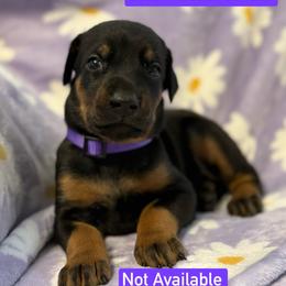 Purple Collar - Black and rust female Doberman Pinscher puppy in Lake City, Florida from Paintedcrazy Doberman Pinchers