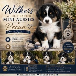 Pecan - Black tri female Miniature Australian Shepherd puppy in Killen, Alabama from Wilkers Wholehearted Mini Aussies