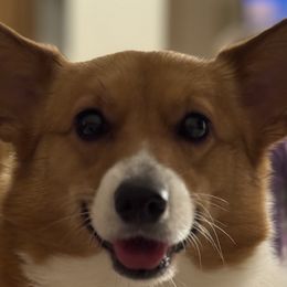 Mochi - Pembroke Welsh Corgi
