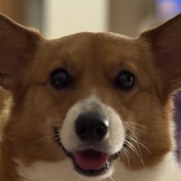 Mochi - Pembroke Welsh Corgi