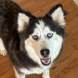 Millie - Siberian Husky