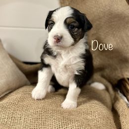 Girl 6 - Black tri Miniature American Shepherd puppy in Eclectic, Alabama from Solid Rock Miniature American Shepherds