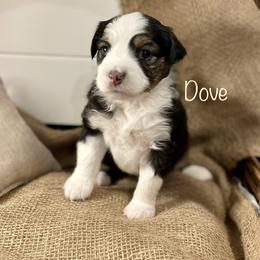 Girl 6 - Black tri Miniature American Shepherd puppy in Eclectic, Alabama from Solid Rock Miniature American Shepherds