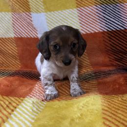 Shaded red dapple piebald - Piebald female Dachshund puppy in Coeburn, Virginia from Southern Sweetheart Kennels