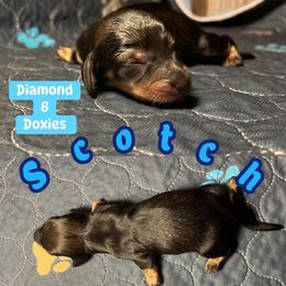 Scotch - Cream male Dachshund puppy in Pilot Point, Texas from Diamond B Doxies