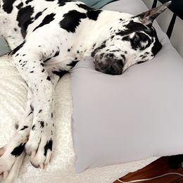Hank - Great Dane