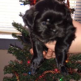Rosie - Black female Shih Tzu puppy in Palmyra, New York from Karen's Tzus of Palmyra-Macedon