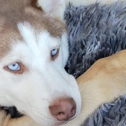 Siberian Huskies from WolfPack