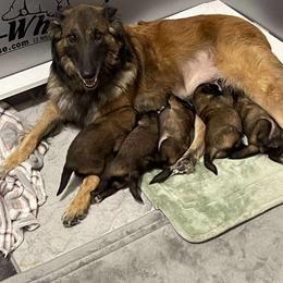 Belgian Tervuren Puppies from Timeless Belgians