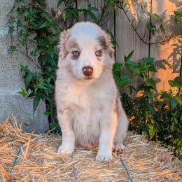 Honor - Red merle female Miniature Australian Shepherd puppy in Marysville, Washington from Garay Mini Aussies