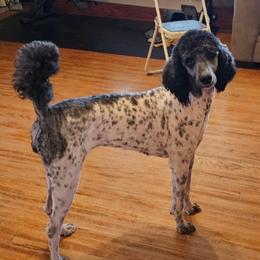 Cleopatra - Poodle