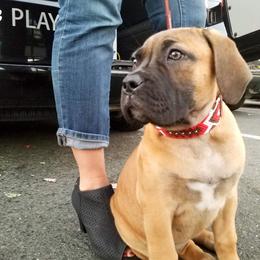 Boerboels and Staffordshire Bull Terriers from Redwood Coast Staffords & Austin Creek Boerboels