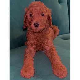 Poodle Puppies from Almighty Poodles