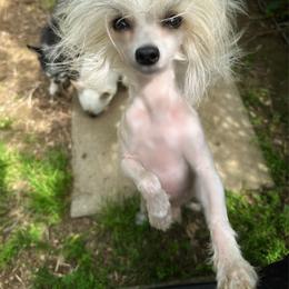 Chinese Crested puppies from Western Kentucky Chihuahua’s and Chinese Crested’s