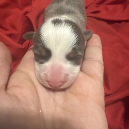 Girl 3 - Blue female Pembroke Welsh Corgi puppy in Dobson, North Carolina from Clover S Farm