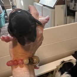 Beth - White and black female English Springer Spaniel puppy in Borrego Springs, California from Desert Willow Kennel
