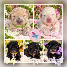 Bernedoodle puppies from Sugarland's Texas Goldendoodles