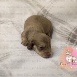 Cara - Cream female Dachshund puppy in Timpson, Texas from Double S Kennel