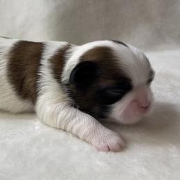 Shih Tzu Puppies from Little Miracles Shih Tzu