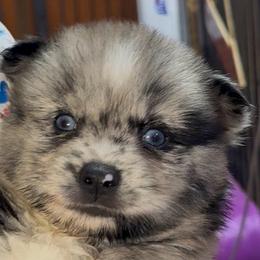 Zephyr - Merle male Pomsky puppy in Spring Hill, Florida from PDQ Pomskies