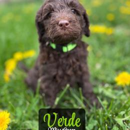 Verde - Chocolate female Australian Labradoodle puppy in Richmond, Kentucky from Happy Time Doodles