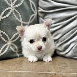 TBD - Cream and white male Chihuahua puppy in Davenport, Florida from Clan Cordovathone