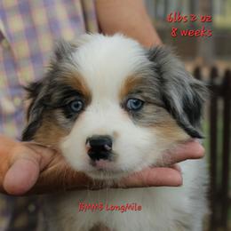 BMM3 - Blue merle male Miniature American Shepherd puppy in Elgin, Oregon from LongMile Aussies