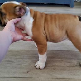 Bulldog Puppies from Magic City Kennel