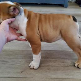 Bulldog Puppies from Magic City Kennel