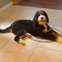 Bernedoodle All Grown Up from Little Fur Friends Bernedoodles