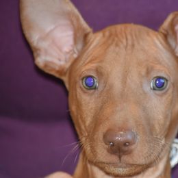 Z=Faro's Space Cowboy "Cowboy" - Pharaoh Hound puppy in Willamsville, New York from Z-Faro Kennels