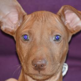 Z=Faro's Space Cowboy "Cowboy" - Pharaoh Hound puppy in Willamsville, New York from Z-Faro Kennels