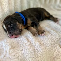 Ranger - Tri-color male Bernedoodle puppy in Waco, Texas from Blessings Pups Doodles