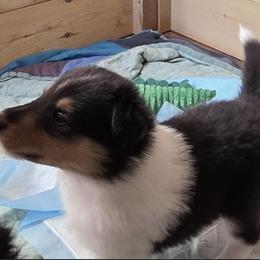 Boy 3 - male Collie puppy in Newcastle, Wyoming from Wykota 7K Scottish Collies