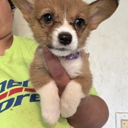Purple - White and red female Pembroke Welsh Corgi puppy in Rochester, New York from Tnt Yorkies and Cosmic corgis