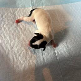 Girl 2 - Black and white female Chihuahua puppy in Laredo, Texas from Texas Nightblooming Hairless Chihuahuas