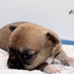 Kiwi - Black sabled fawn female Chihuahua puppy in Forsyth, Georgia from Brooks Grove Canines LLC