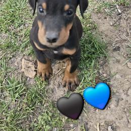 Black - Black and rust male Doberman Pinscher puppy in Michie, Tennessee from JSG Dobermanns