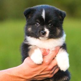 Benny - TOY - Black tri male Miniature American Shepherd puppy in Palacios, Texas from Coastal’s Miniature American Shepherds